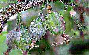 gooseberry planting and care in the open field for beginners