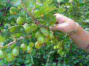 gooseberry planting and care in the open field for beginners