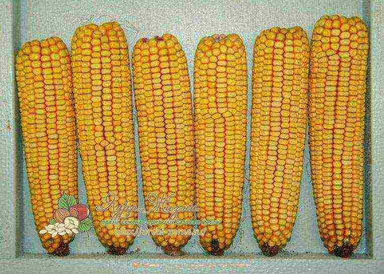 corn is a good variety