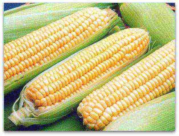 corn is a good variety