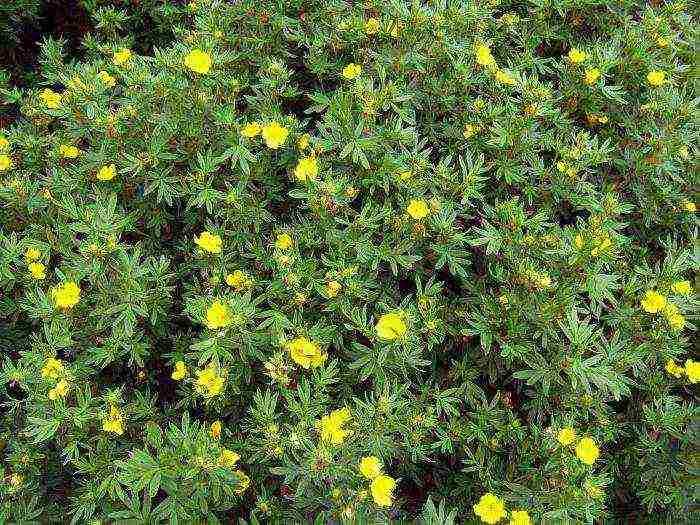 Kuril tea planting and care in the open field in the fall