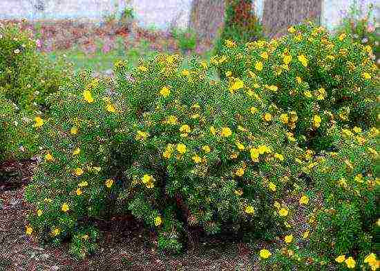 Kuril tea planting and care in the open field in the fall