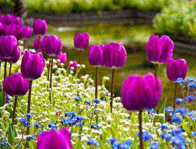 bush tulips planting and care outdoors in autumn