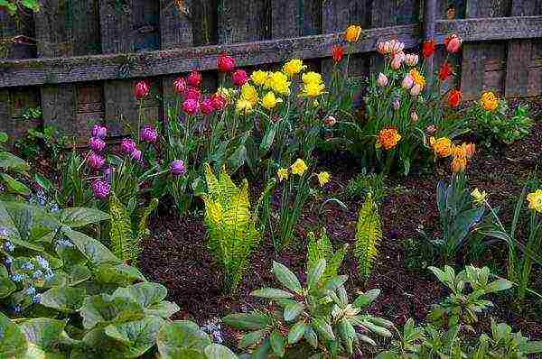 bush tulips planting and care outdoors in autumn