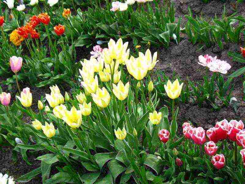 bush tulips planting and care outdoors in autumn