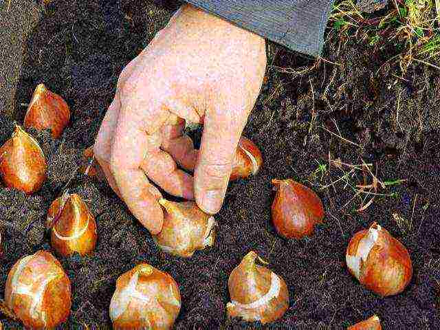 bush tulips planting and care outdoors in autumn