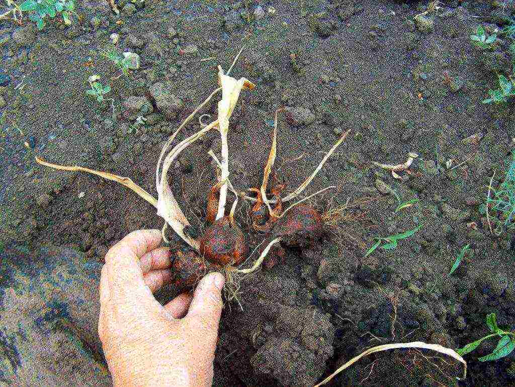 pagtatanim at pag-aalaga ng bush tulips sa labas ng taglagas