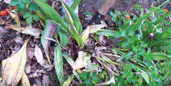 bush tulips planting and care outdoors in autumn