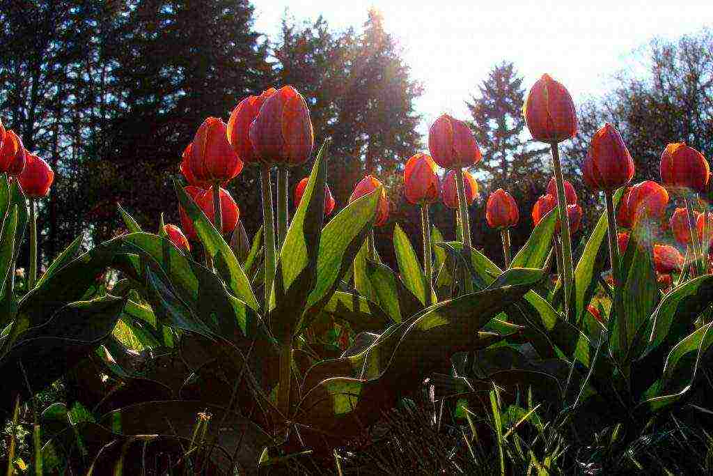 bush tulips planting and care outdoors in autumn