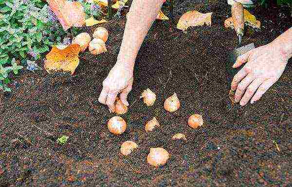 bush tulips planting and care outdoors in autumn