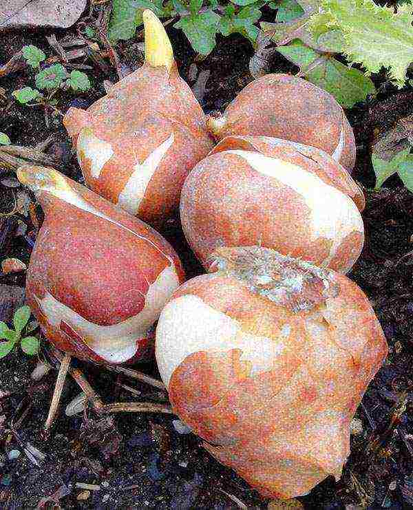 bush tulips planting and care outdoors in autumn