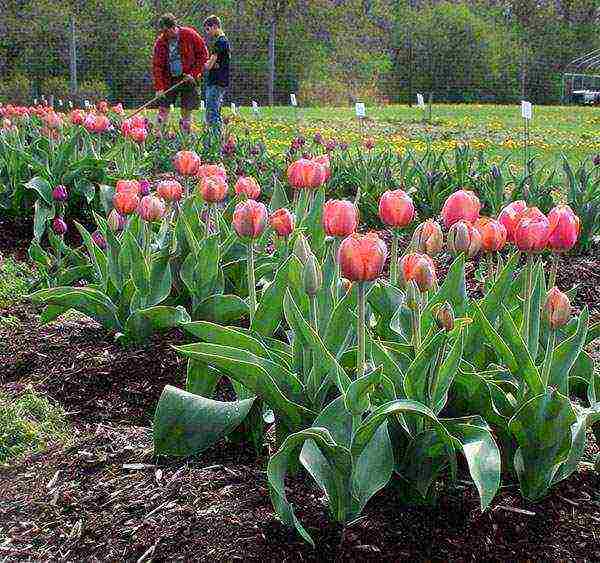 bush tulips planting and care outdoors in autumn