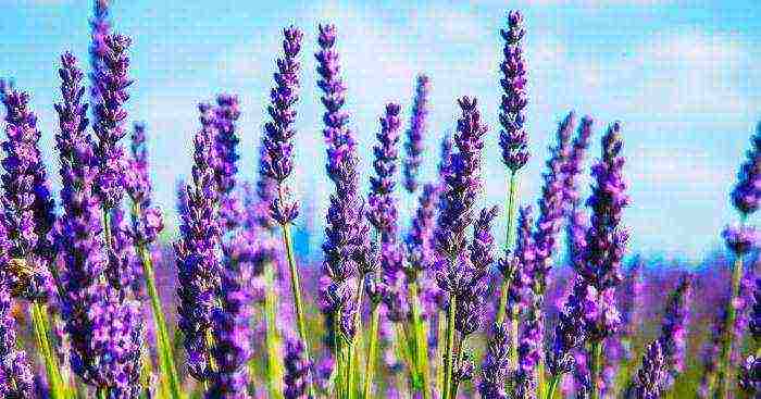 lavender angustifolia planting and care in the open field in the suburbs