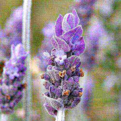 lavender angustifolia planting and care in the open field in the suburbs