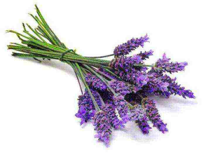 lavender angustifolia planting and care in the open field in the suburbs