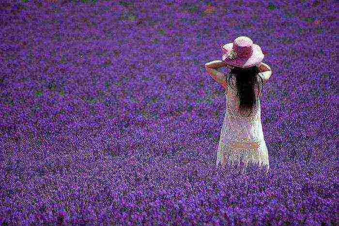 pagtatanim at pangangalaga ng lavender angustifolia sa bukas na bukid sa mga suburb