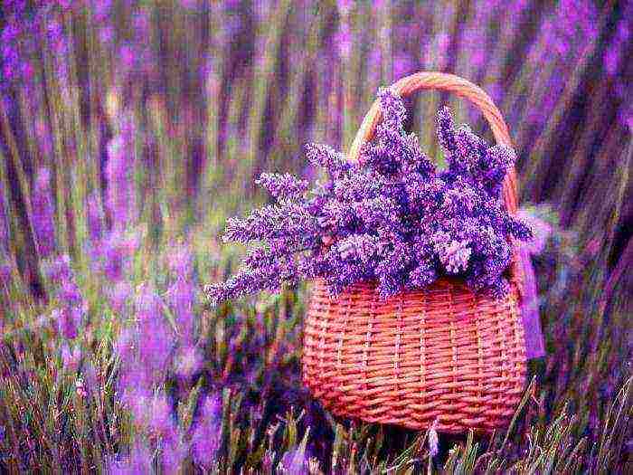 lavender angustifolia planting and care in the open field in the suburbs