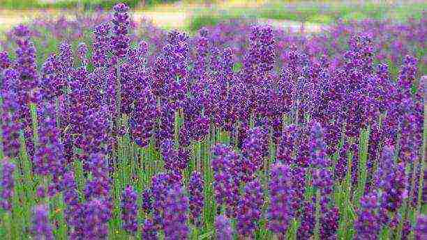 lavender angustifolia planting and care in the open field in the suburbs