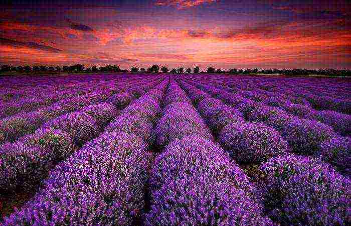 pagtatanim at pangangalaga ng lavender angustifolia sa bukas na bukid sa mga suburb