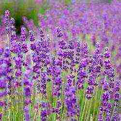 lavender angustifolia planting and care in the open field in the suburbs