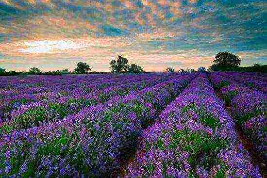 lavender angustifolia planting and care in the open field in the suburbs