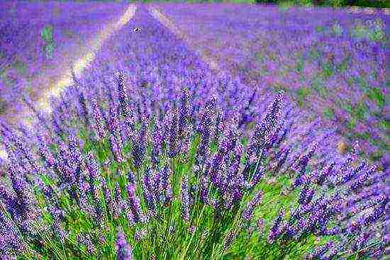 pagtatanim at pangangalaga ng lavender angustifolia sa bukas na bukid sa mga suburb