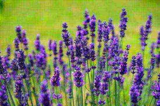 lavender angustifolia planting and care in the open field in the suburbs