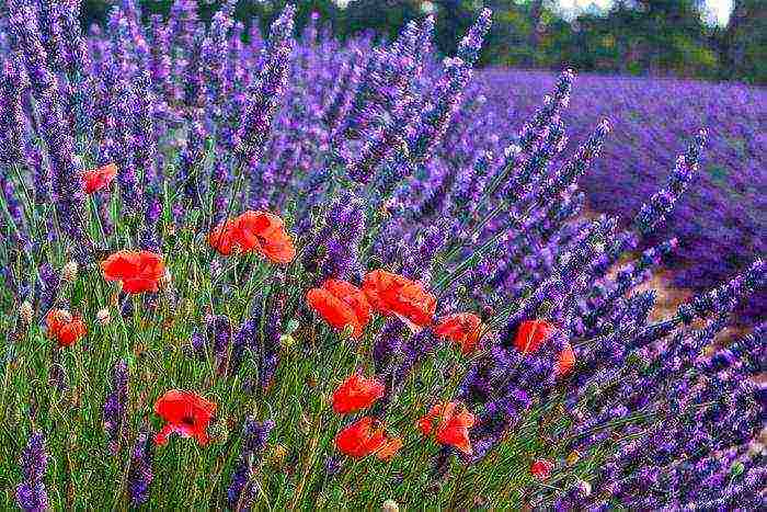 lavender angustifolia planting and care in the open field in the suburbs