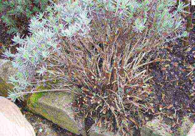 pagtatanim at pangangalaga ng lavender angustifolia sa bukas na bukid sa mga suburb