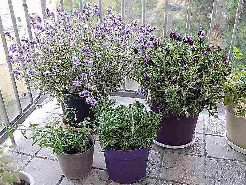 lavender angustifolia planting and care in the open field in the suburbs