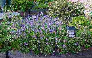 lavender angustifolia planting and care in the open field in the suburbs