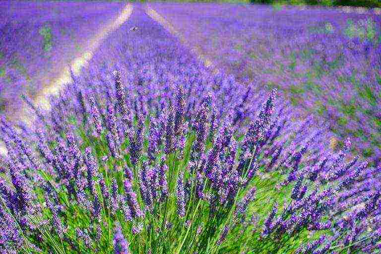 lavender angustifolia planting and care in the open field in the suburbs