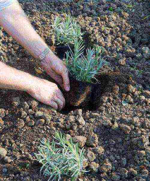 lavender planting and care outdoors in medium