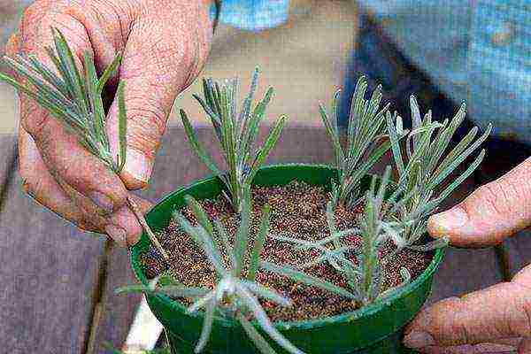 lavender planting and care outdoors in medium