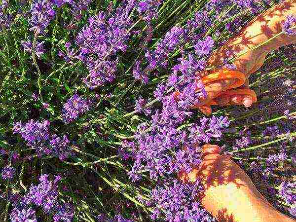 lavender planting and care outdoors in medium
