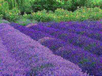 lavender planting and care outdoors in medium