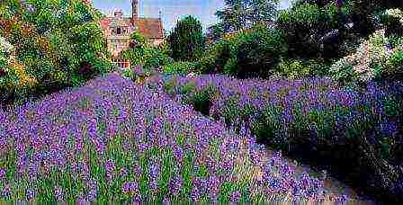 lavender planting and care outdoors in medium