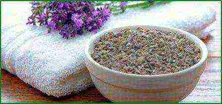 pagtatanim at pag-aalaga ng lavender sa labas ng daluyan