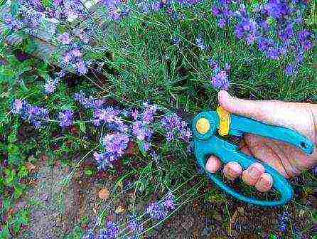 lavender planting and care outdoors in medium