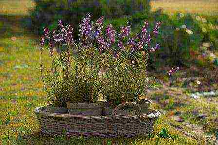 lavender planting and care outdoors in medium