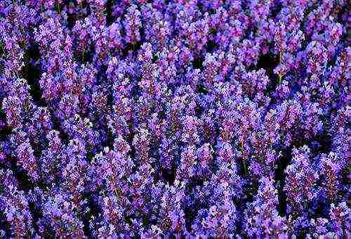 lavender planting and care outdoors in medium