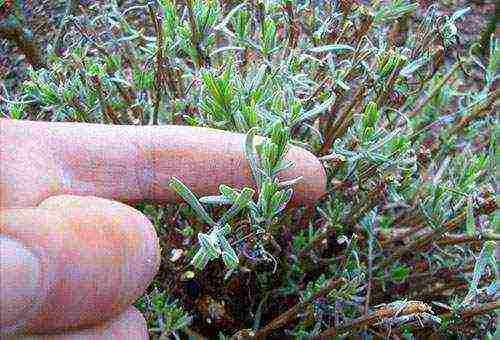 lavender planting and care outdoors in medium