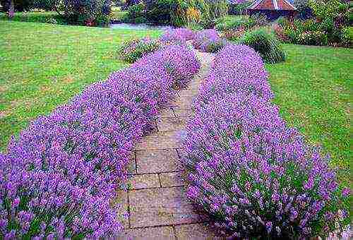 lavender planting and care outdoors in medium