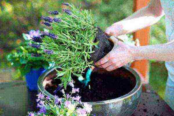 pagtatanim at pag-aalaga ng lavender sa labas ng daluyan