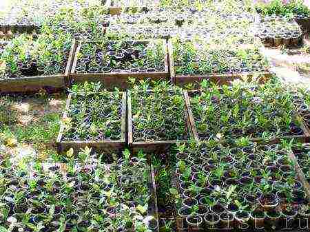 laurel planting and care in the open field in the suburbs