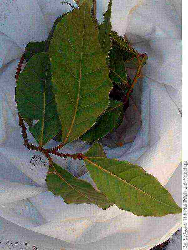 laurel planting and care in the open field in the suburbs