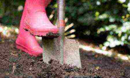 laurel planting and care in the open field in the suburbs