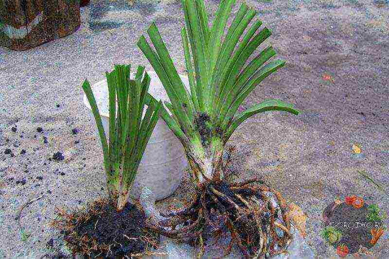 daylily na pagtatanim at pangangalaga sa bukas na bukid sa Urals