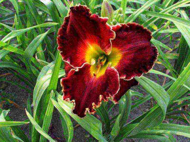 การปลูกและดูแล daylily ในทุ่งโล่งในเทือกเขาอูราล