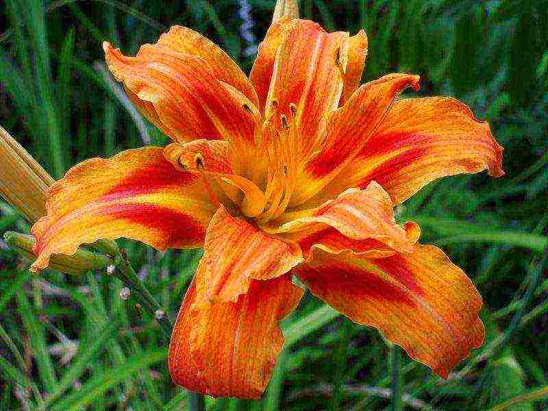 daylily planting and care in the open field in the Urals